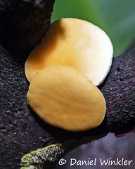 Phillipsia lutea, a yellow cup fungus in the Sarcoscyphaceae family (Pezizales) first described from Costa Rica.
