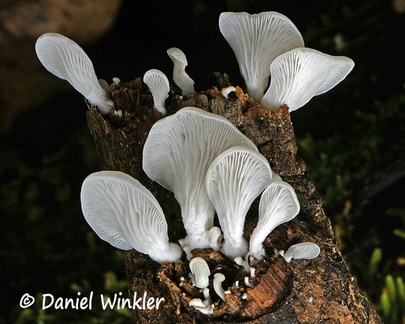 Pleurotus djamor cluster 