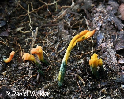 Yellow-green Earth tongues that stain blue!