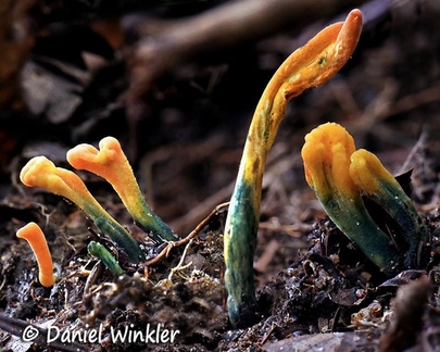 Colorful earth tongues
