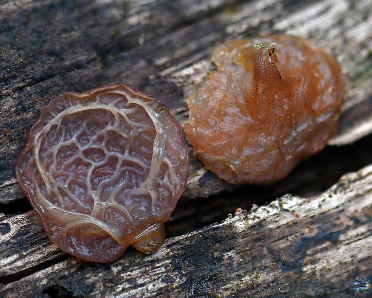 Auricularia delicata Tepu ed Cr Ms.jpg