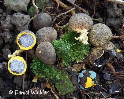 Scleroderma camassuense, an ecto-mycorrhizal member of the Boletales