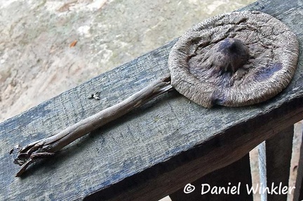 An overmature Macrolepiota