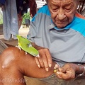 Esero, a local mushroom expert and his parrot inspect a Stereum with parasitizing Tremella in Tepu