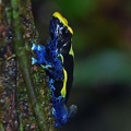 Poison dart frog - Dendrobates tinctorius seen in Tepu