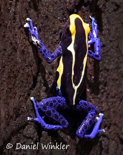 Poison dart frog tepu 2 DW MS.jpg