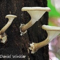 Lentinus sp. ?