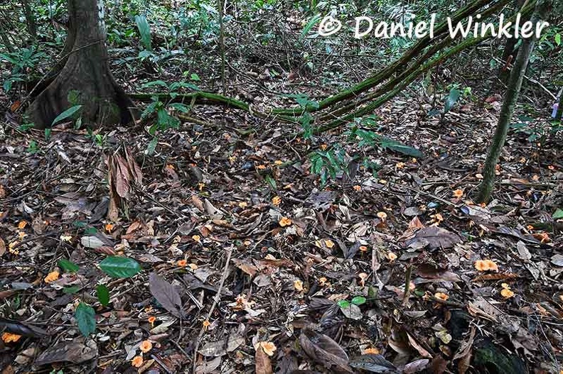 Cantharellus guyanensis field DW Ms.jpg