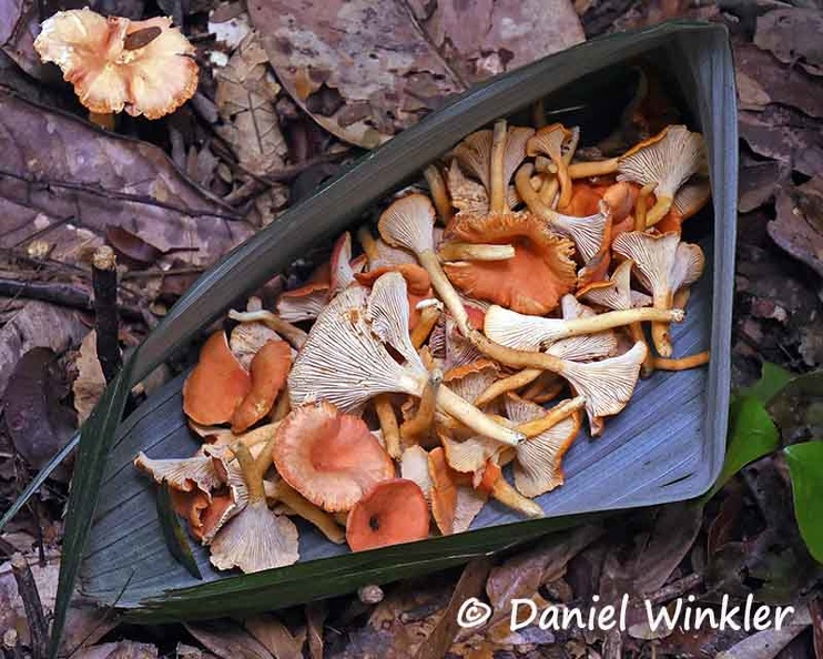 Cantharellus guyanensis basket DW Ms.jpg