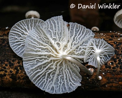 Marasmiellus / Marasmius sp. gills