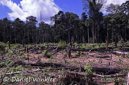 Fresh cleared and planted Tupi = agricultural land. In the back the primary forest soon turned into tupis as well