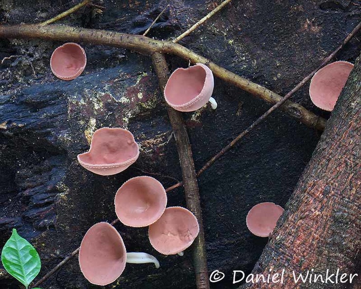 Cookeina sulcipes 8 Tepu DW Ms.jpg