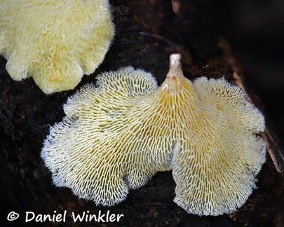 Favolus brasiliensis or something close with an interesting yellow hue