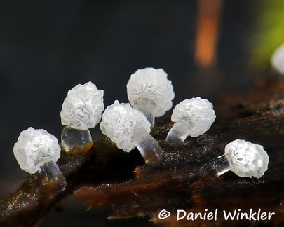 Ceratiomyxa morchella slime mold seen close up