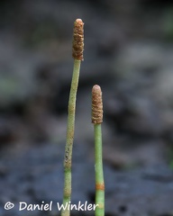 Root tips that tricked me first into being excited to have found a Cordyceps