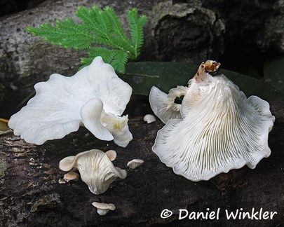 Pleurotus djamor fruiting #224 