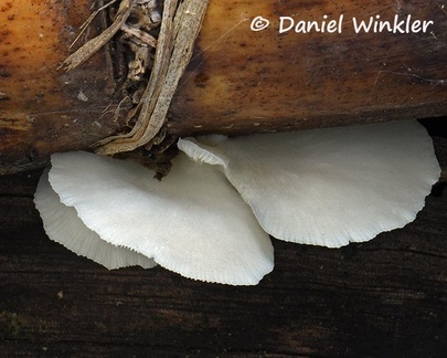 Pleurotus sp. growing on Sugar cane