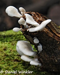 Pleurotus djamor cluster DW Ms