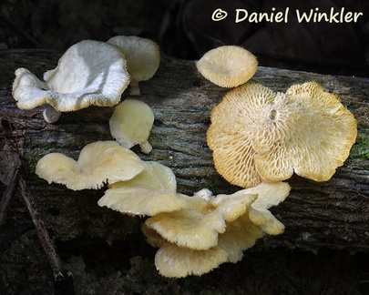 Favolus brasiliensis? with an interesting yellow hue.