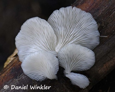 Gills of Pleurotus sp growing on Sugar cane
