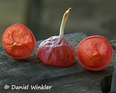 Cookeina speciosa? Check out these cool veins