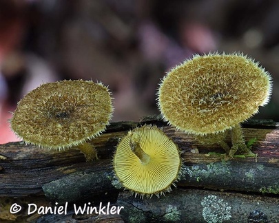 Lentinus crinitus (var. berteroi?), the Fringed Sawgill is an edible mushroom in the polypore family.