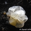 A young Tremella fuciformis known in China as Silver or Snow fungus and appreciated as food stuff and medicine. It usually parasitizes on (Annulo-)Hypoxylon fungus.