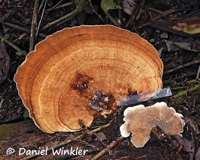 Giant Trametes sp. with daedaloid "gilll-like hymenium seen in Tepu 