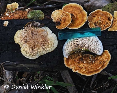Trametes daedaloid