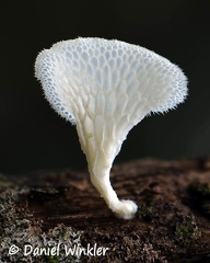 Favolus brasiliensis