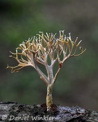 Lachnocladium I suppose