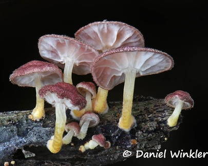 Agaric with red hairy caps and yellow stem base , gills suggest Marasmiellus...