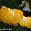 Ditiola jelly fungus