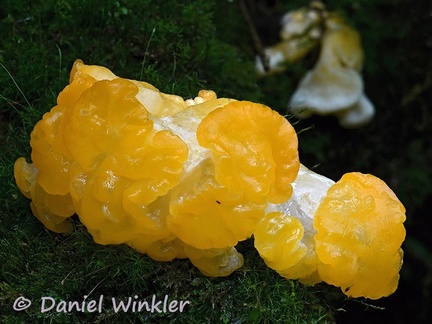 Ditiola jelly fungus