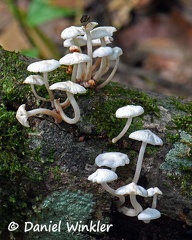 Filoboletus patch near Tingtibi