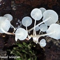 Gorgeous Filoboletus manipularis? hymenium. They did not display bioluminescent in the dark.