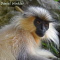 This Golden-Grey Langur was licking salt right next to the road east of Zhemgang. It should be the rare hybrid between Gee's golden and Capped langur - Trachypithecus geei and T. pileatus.
