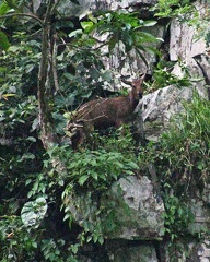 Goral climbing in the cliff near Tingtibi