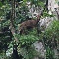 Goral climbing in the cliff near Tingtibi