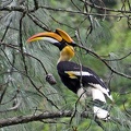 Great Hornbill - Buceros bicornis seen near Zhemgang from an Ecolodge to be.