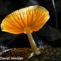A common wood decaying yellow Marasmius glowing in the sun above Tingtibi