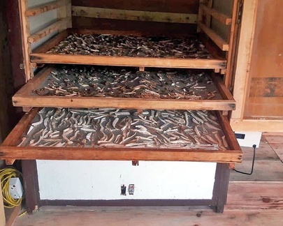 Misetang Boletus reticuloceps Drying August 2019