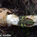 A stinkhorn (Phallus impudicus) visited by Callimorpha principalis moth below CheleLa 