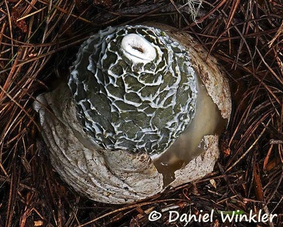 Phallus impudicus seen from above. They are quite common in pine forests.