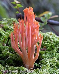 A beautiful pink-orange Ramaria above Tingtibi, Zhemgang that is locally eaten.