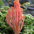 A beautiful pink-orange Ramaria above Tingtibi, Zhemgang that is locally eaten.