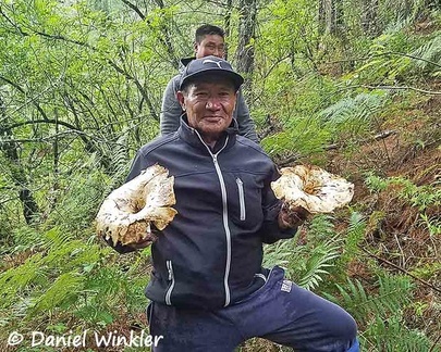 Tsering proudly showing 2 big Briddegills, Russula cf brevipes near Misetang, Tang, Bumthang.