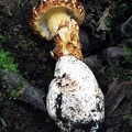 A Squamanita - a parasitic mushroom growing on top of the base of the high-jacked Amanita volva and stembase