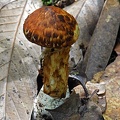 Squamanita standing above Tingtibi, Zhemgang, Bhutan.