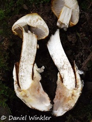 Squamanita transected shows the parasitic mushroom growing on top of the Amanita volva.